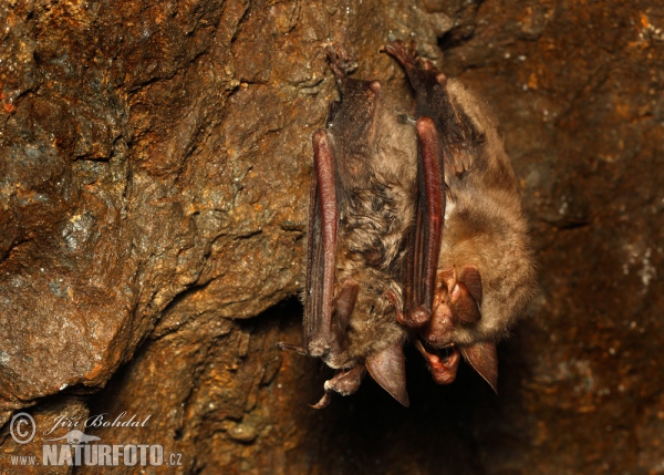 Großes Mausohr (Myotis myotis)