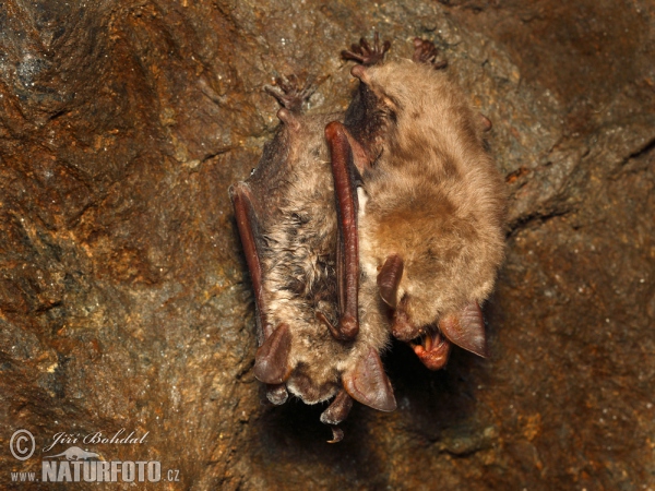 Großes Mausohr (Myotis myotis)