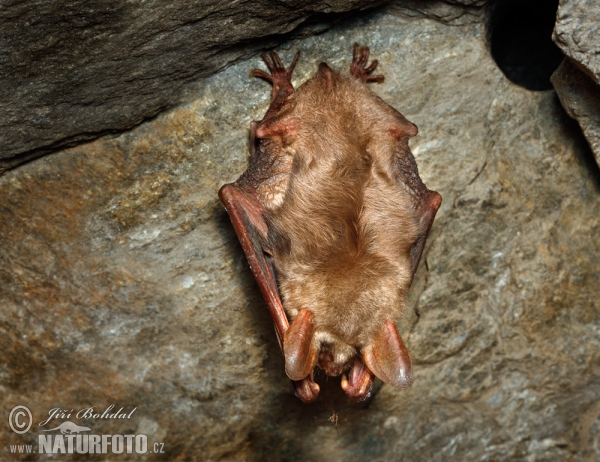 Großes Mausohr (Myotis myotis)