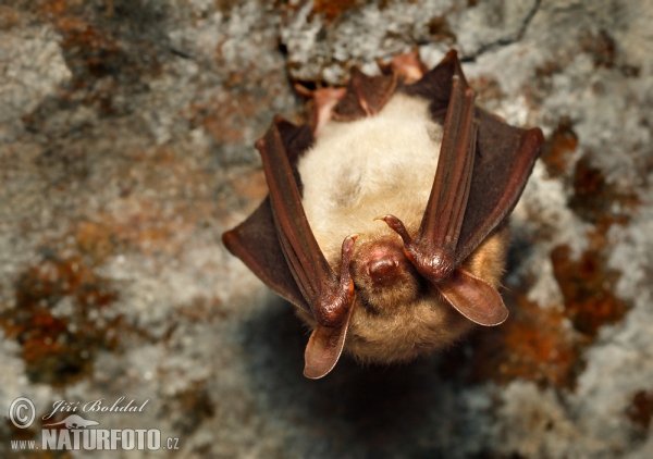 Großes Mausohr (Myotis myotis)