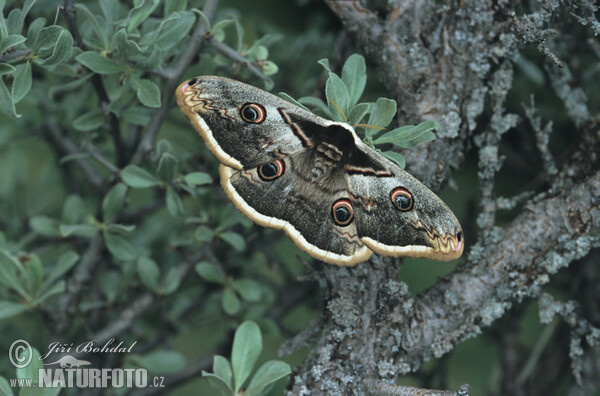 Großes Nachtpfauenauge (Saturnia pyri)