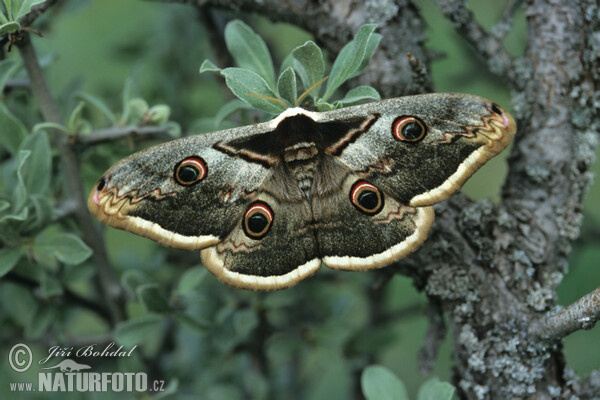 Großes Nachtpfauenauge (Saturnia pyri)