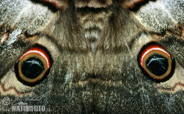 Grosses Nachtpfauenauge (Saturnia pyri)