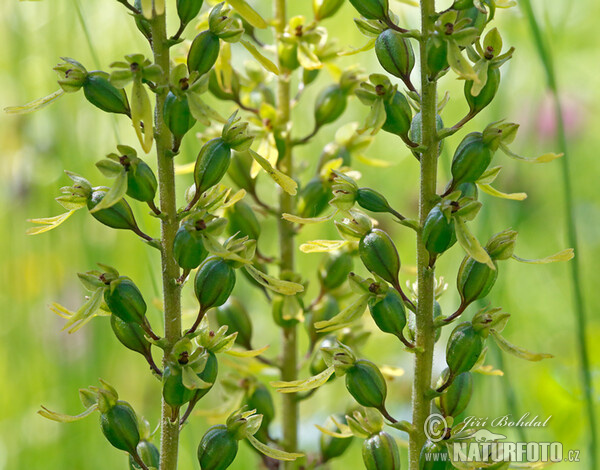 Großes Zweiblatt (Listera ovata)