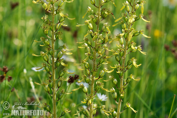 Großes Zweiblatt (Listera ovata)