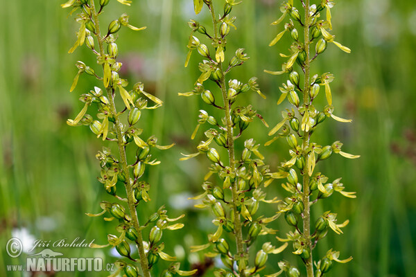 Großes Zweiblatt (Listera ovata)