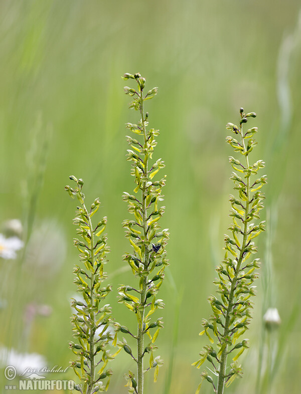 Großes Zweiblatt (Listera ovata)