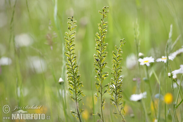 Großes Zweiblatt (Listera ovata)