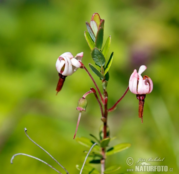 Großfrüchtige Moosbeere (Vaccinium macrocarpon)