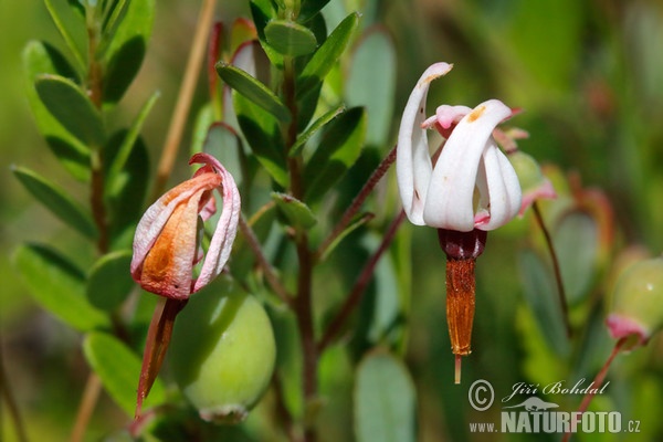 Großfrüchtige Moosbeere (Vaccinium macrocarpon)