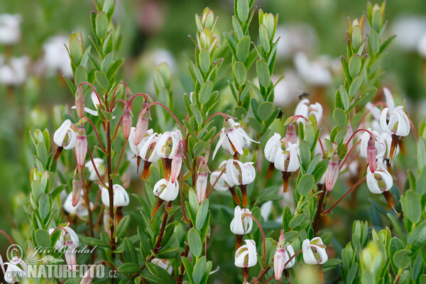 Großfrüchtige Moosbeere (Vaccinium macrocarpon)