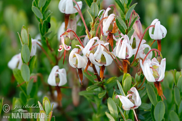 Großfrüchtige Moosbeere (Vaccinium macrocarpon)