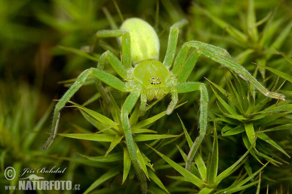 Grüne Huschspinne (Micrommata virescens)