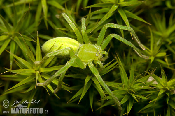 Grüne Huschspinne (Micrommata virescens)