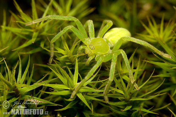 Grüne Huschspinne (Micrommata virescens)