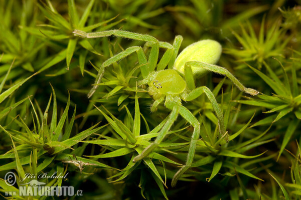 Grüne Huschspinne (Micrommata virescens)