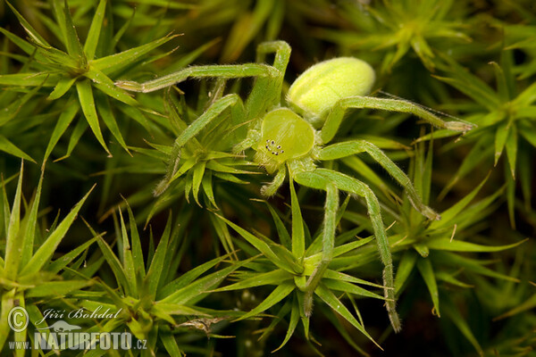 Grüne Huschspinne (Micrommata virescens)