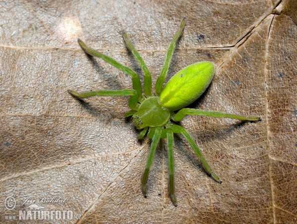 Grüne Huschspinne (Micrommata virescens)