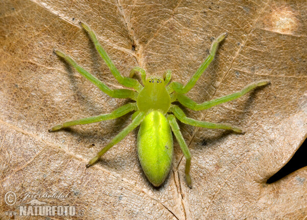 Grüne Huschspinne (Micrommata virescens)