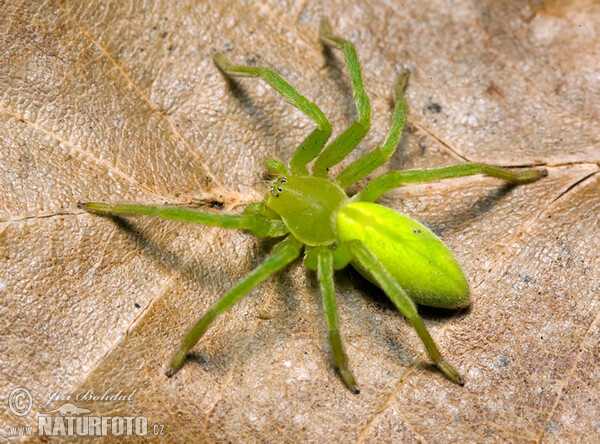 Grüne Huschspinne (Micrommata virescens)