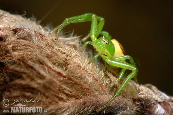 Grüne Krabbenspinne (Diaea dorsata)