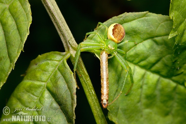 Grüne Krabbenspinne (Diaea dorsata)