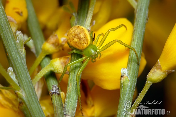 Grüne Krabbenspinne (Diaea dorsata)