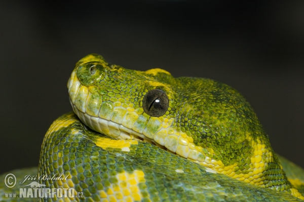 Grüner Baumpython (Morelia viridis)