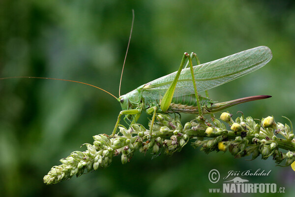 Grünes Heupferd (Tettigonia viridissima)