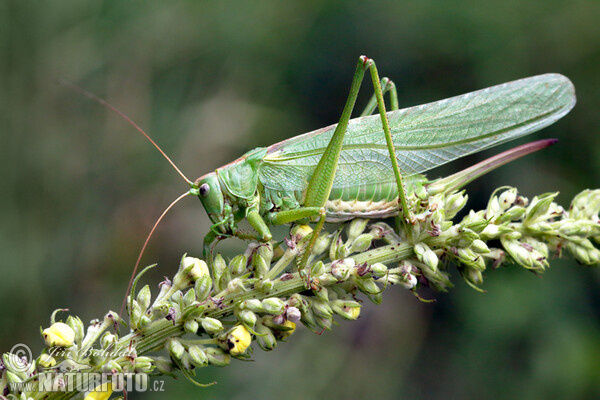 Grünes Heupferd (Tettigonia viridissima)