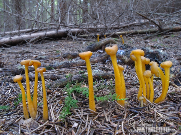 Grüngelbes Gallertkäppchen (Leotia lubrica)