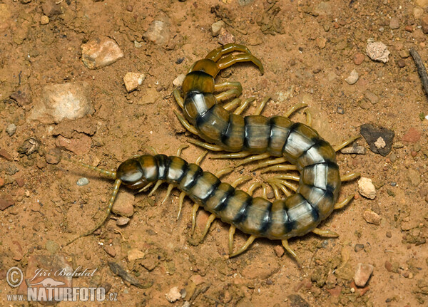 Gürtelskolopender (Scolopendra cingulata)