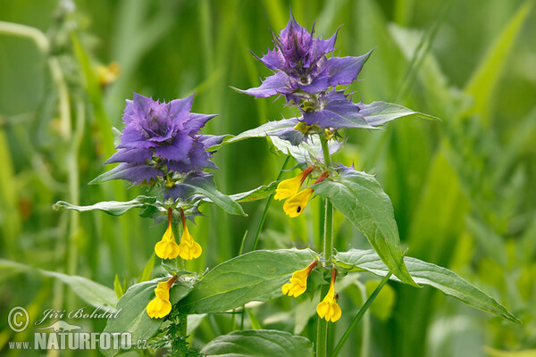 Hain Wachtelweizen (Melampyrum memorosum)