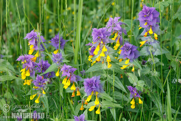 Hain Wachtelweizen (Melampyrum memorosum)