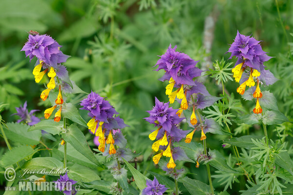 Hain Wachtelweizen (Melampyrum memorosum)