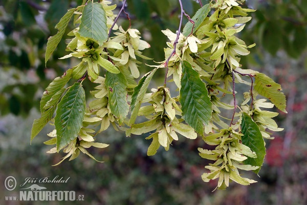 Hainbuche (Carpinus betulus)