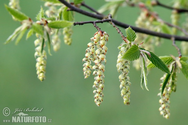 Hainbuche (Carpinus betulus)