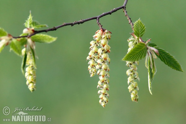 Hainbuche (Carpinus betulus)