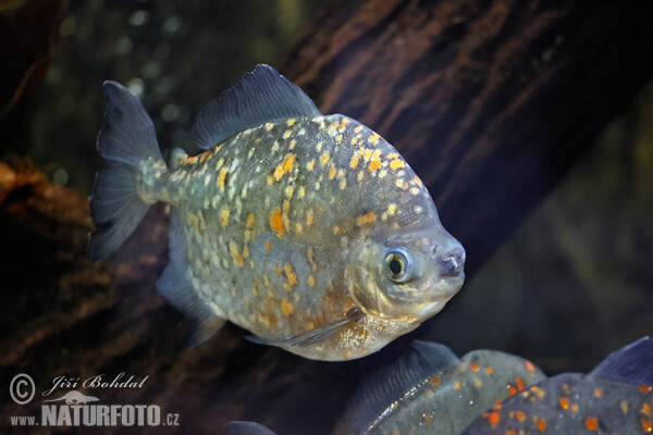 Haken Scheibensalmler (Myloplus rubripinnis)