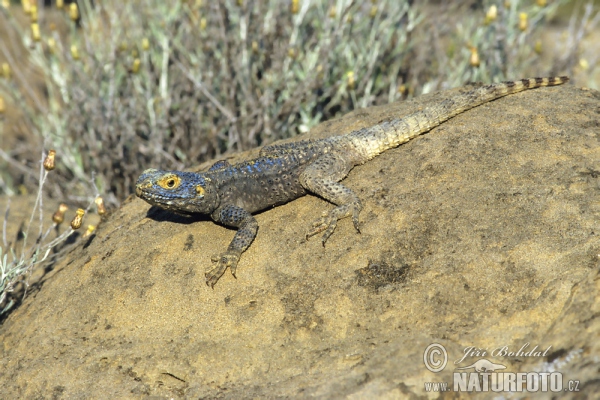 Hardun (Laudakia stellio)