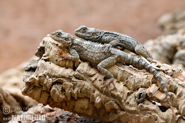 Hardun (Laudakia stellio)