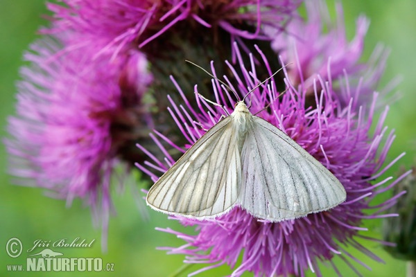 Hartheu-Spanner (Siona lineata)