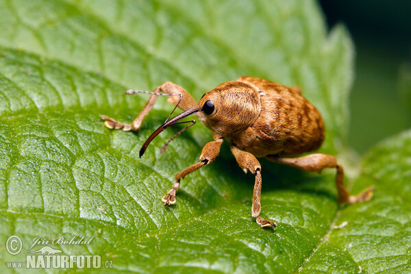 Haselnußbohrer (Curculio nucum)