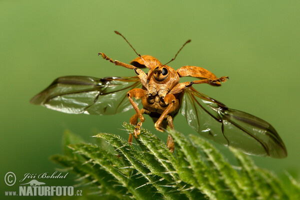 Haselnußbohrer (Curculio nucum)