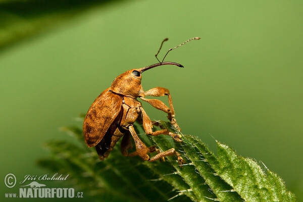 Haselnußbohrer (Curculio nucum)