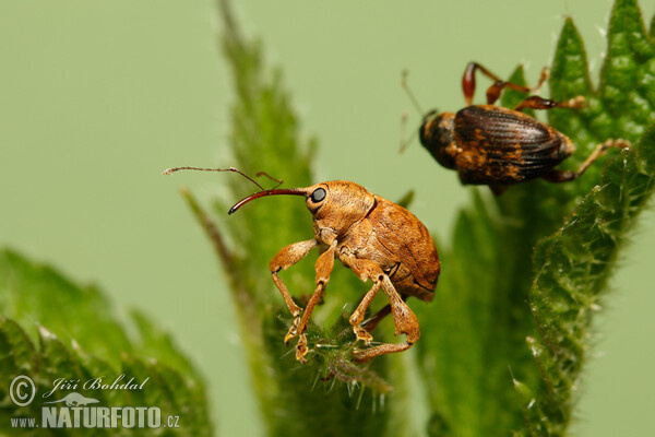 Haselnußbohrer (Curculio nucum)