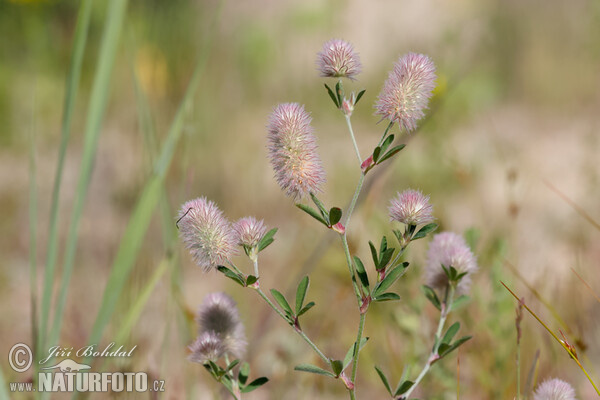 Hasen-Klee (Trifolium arvense)