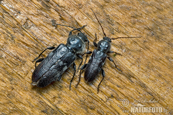 Hausbock (Hylotrupes bajulus)