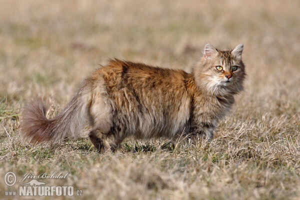 Hauskatze (Felis silvestris, f. catus)