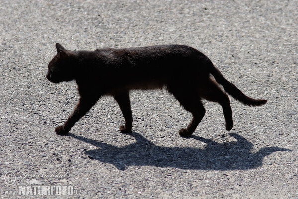 Hauskatze (Felis silvestris, f. catus)